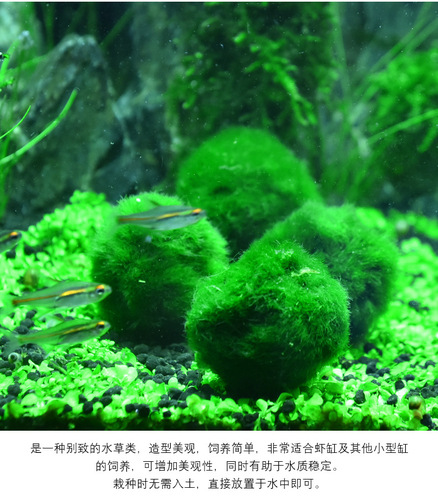 Live Green Algae Ball Ornament for Real Water Plant Fish Tank Aquarium Landscape Decoration Seaweed Ball Eco Bottle Algae Ball 4cm