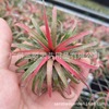 Air pineapple Leaf elves Cupid T.ionantha curly Guangzhou gardening Base