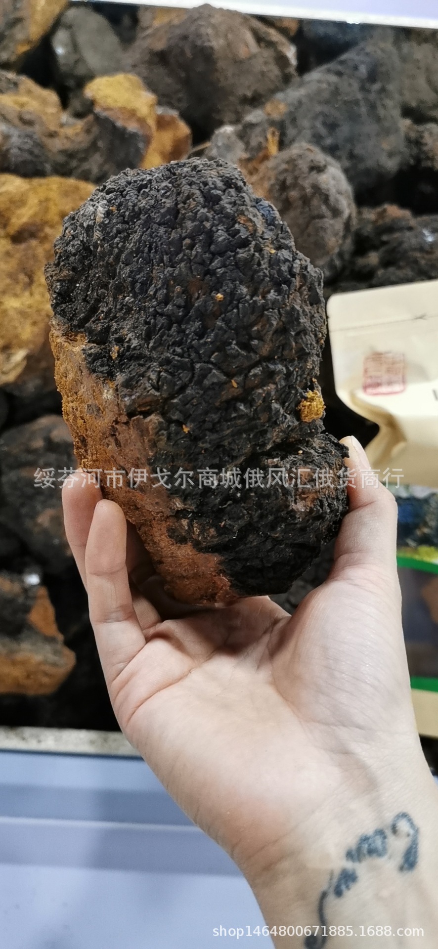 西伯利亚白桦茸 桦褐孔菌泪 白桦树茸500g 代理分销