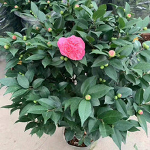 ��������������ľ�҃����ԾGֲ���� �������� 280#��軨