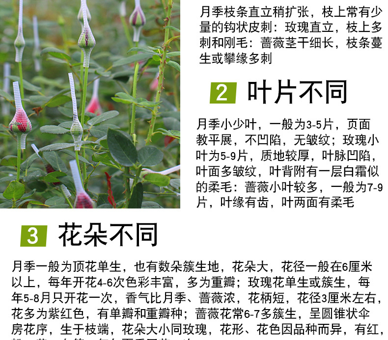 狂欢泡泡玫瑰苗_12