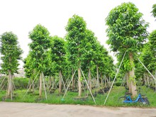 905基地供应 白兰树 18-22cm 白玉兰 白兰花 花香