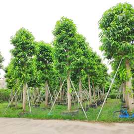 905基地供应 白兰树 18-22cm 白玉兰 白兰花 花香