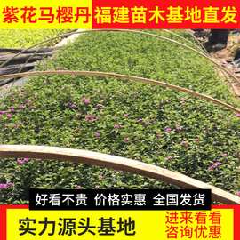 四川紫花马缨丹工程苗 头条搜索