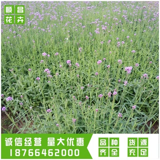柳叶马鞭草 青州草花马鞭草花海造景 花海景观工程打造柳叶马鞭草