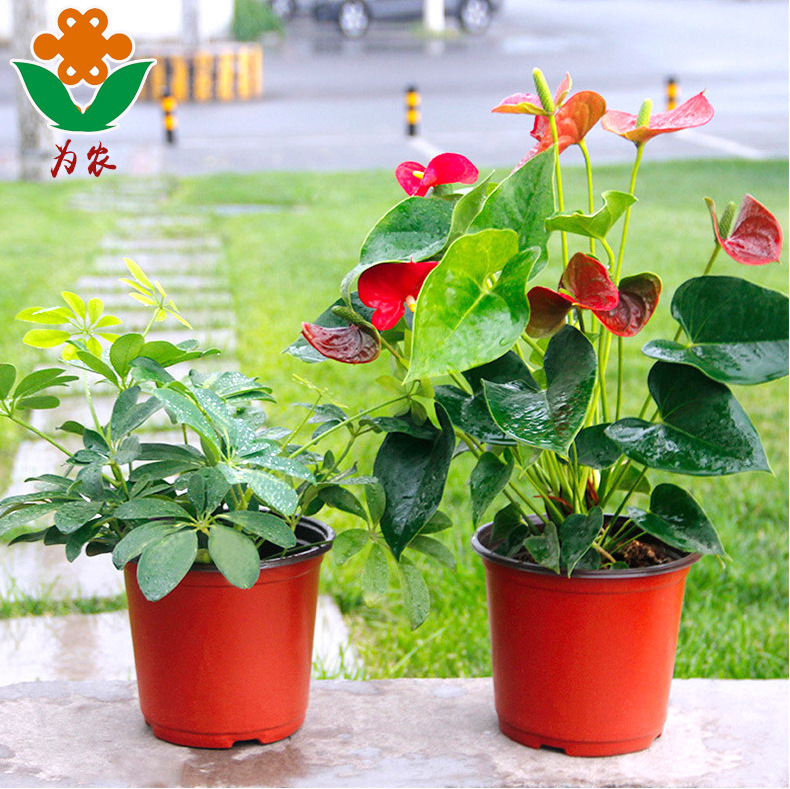 塑料盆双色花盆软塑料育苗盆营养钵营养杯绿植花卉盆栽简易盆|ru