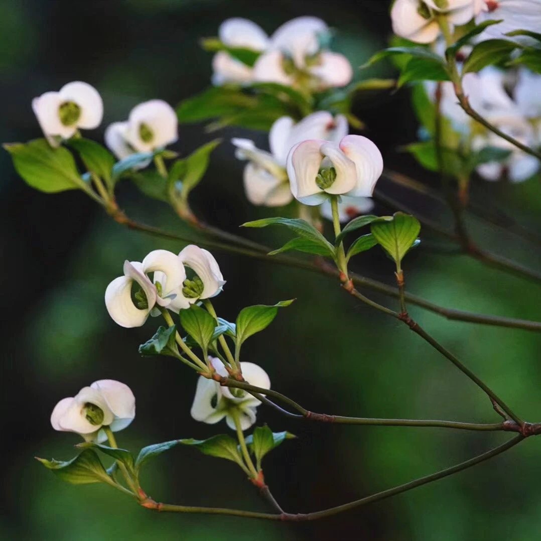 Семена цветов Саманта Гонконг СиЧжаохуа Цветочная Гора личи Цветущие Овцы Слива Курица Урожай Качество Озеленение видов дерева