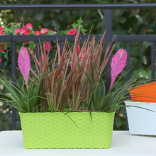 ����VԴ������پ����ۼҾӈ@ˇ�b��L���ηNֲ���֬���ϻ���