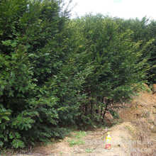 綠色系紅豆杉樹 圓柱形園林綠化大樹苗 落葉性1-20公分粗紅豆杉