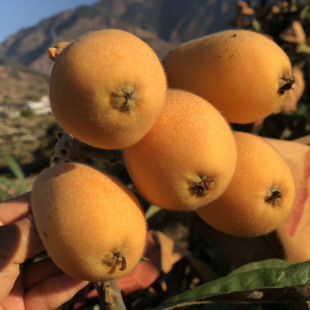 �Ĵ���֦���������˴�����r����ˮ���������ż������������r��