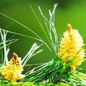 Pine Pollen Song Hua Fen Loose Raw Herb 100g Bulk Botanical Ingredient specifications