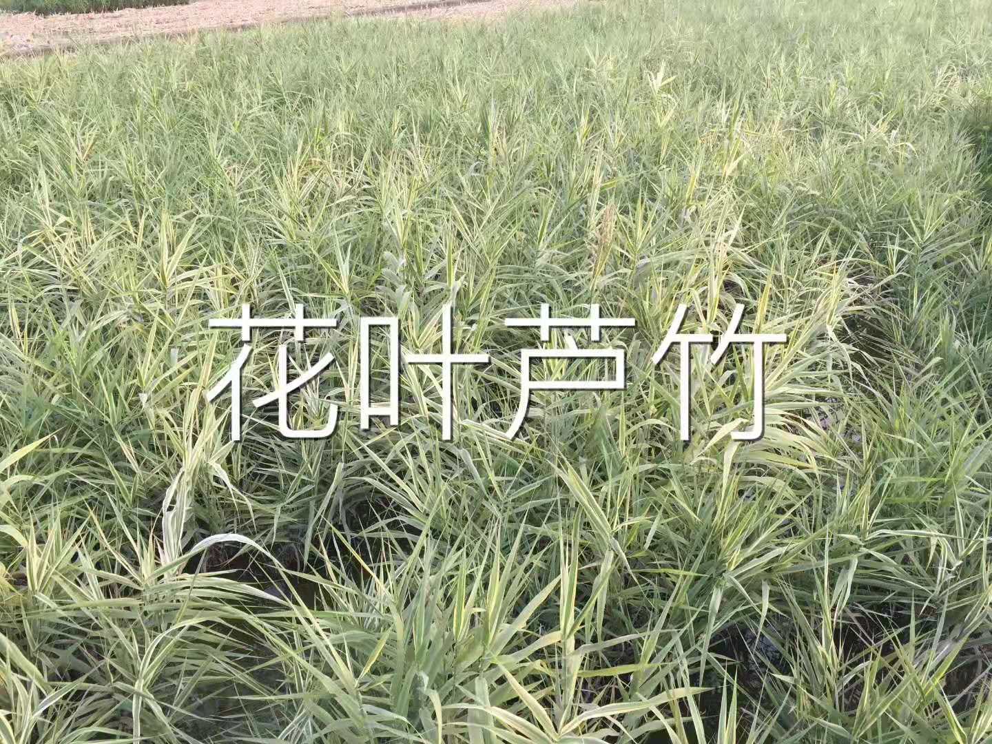 花叶芦竹3