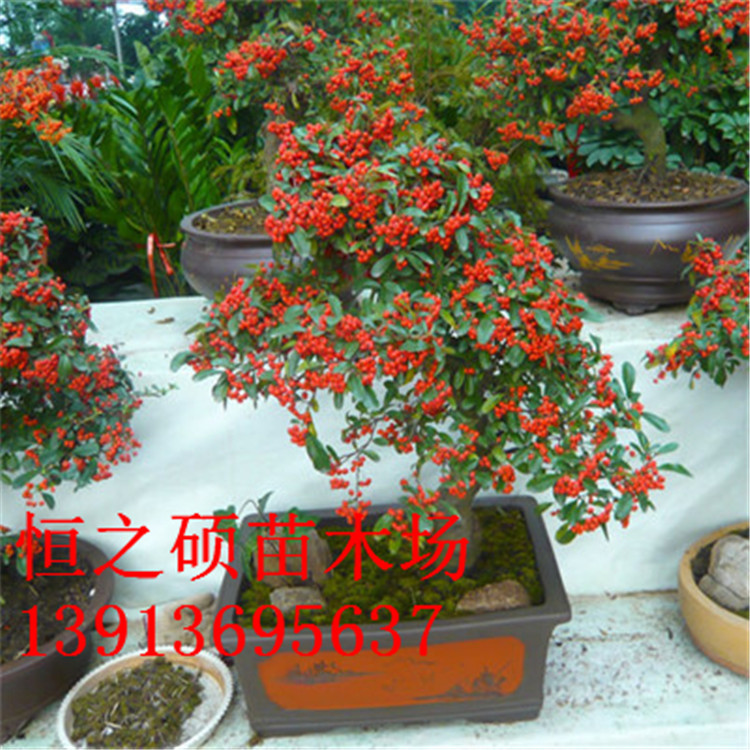出售 供应火棘绿色植物各种规格量大优惠 阿里巴巴