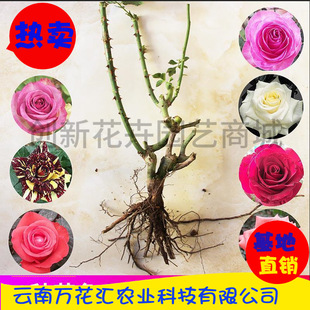 ���xõ�廨�����ֱ�� ���õ�廨�玧�� ʳ��õ�廨�����Ϙ���ľ