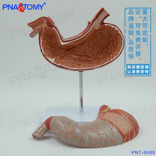 人体内脏肠胃解剖模型消化系统胃肠道胃黏膜食管 教学消化内科-阿里巴巴