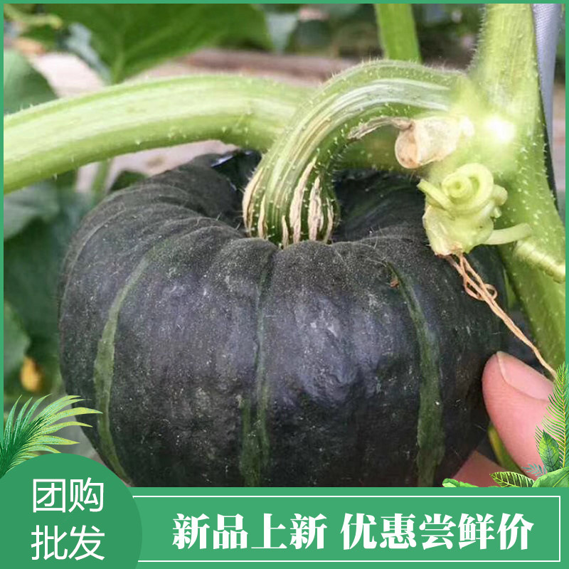 貝貝南瓜真貝貝老瓜不粉包退寶寶輔食板栗味小南瓜5斤裝（4-8個）