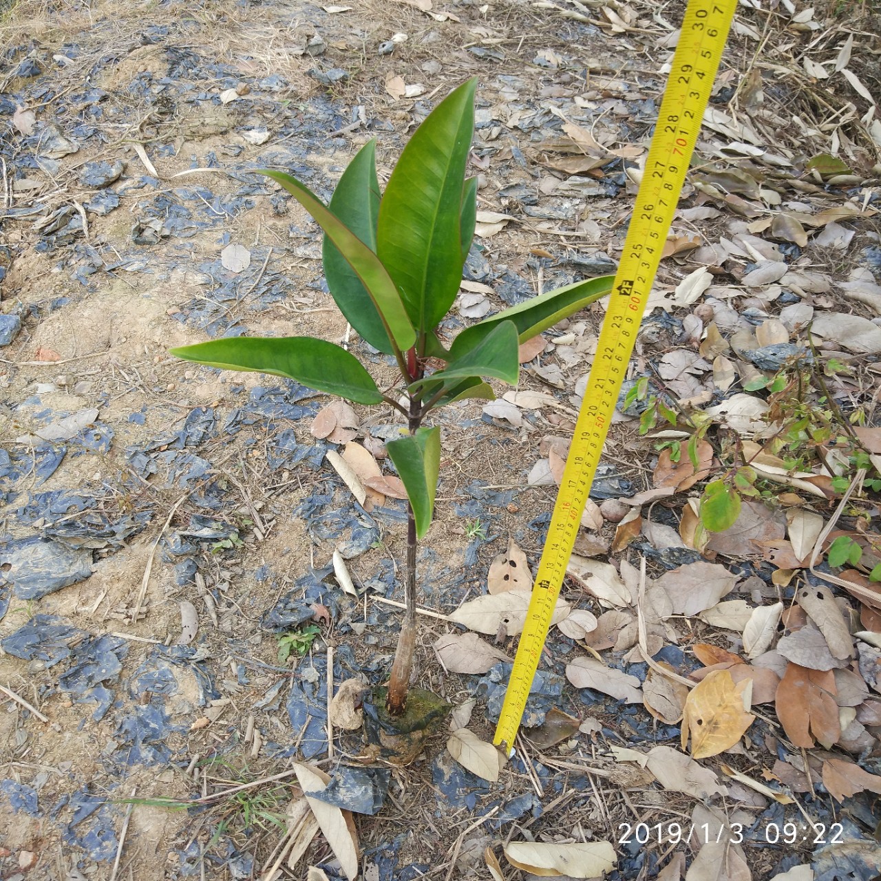 厂家直销盆栽木榄 红树林树苗批发 水生植物袋苗直销-阿里巴巴