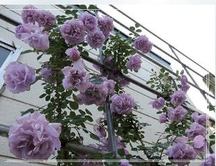 �{��ɫ�ٱ��¼������{ɫ���Ժ�������ļ��_��õ��໨�Nޱ��Ⱥ�_