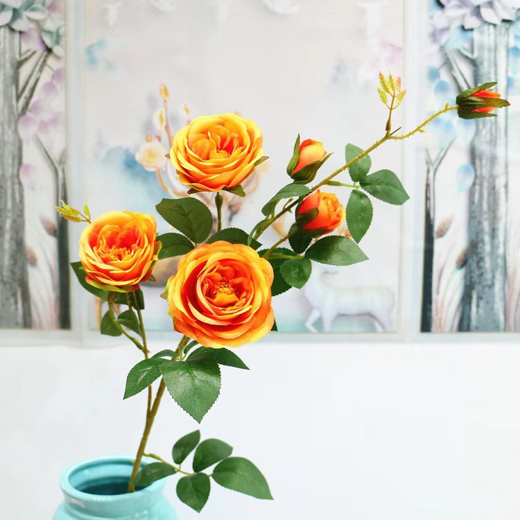 6头 法国浪漫茶玫 橙色