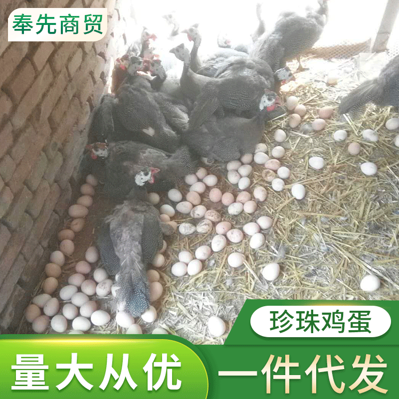 批发珍珠鸡蛋 散养  孕妇 儿童 老人 营养珍珠蛋 食用农产