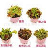 Fresh Cordyceps Sarracenia Nepenthes Venus flytrap series Micro Landscape Landscaping Green plant Potted plant Eco-cylinder Full container