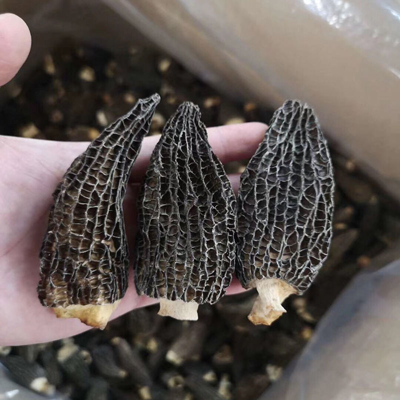 野生羊肚菌干货500g散装云南特产食用菌酒店食材产地货源一件代发
