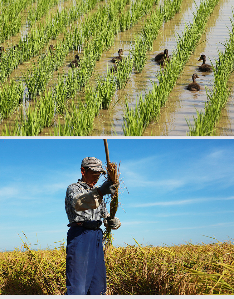 淳夫稻大米袋装2.5详情 (17).jpg