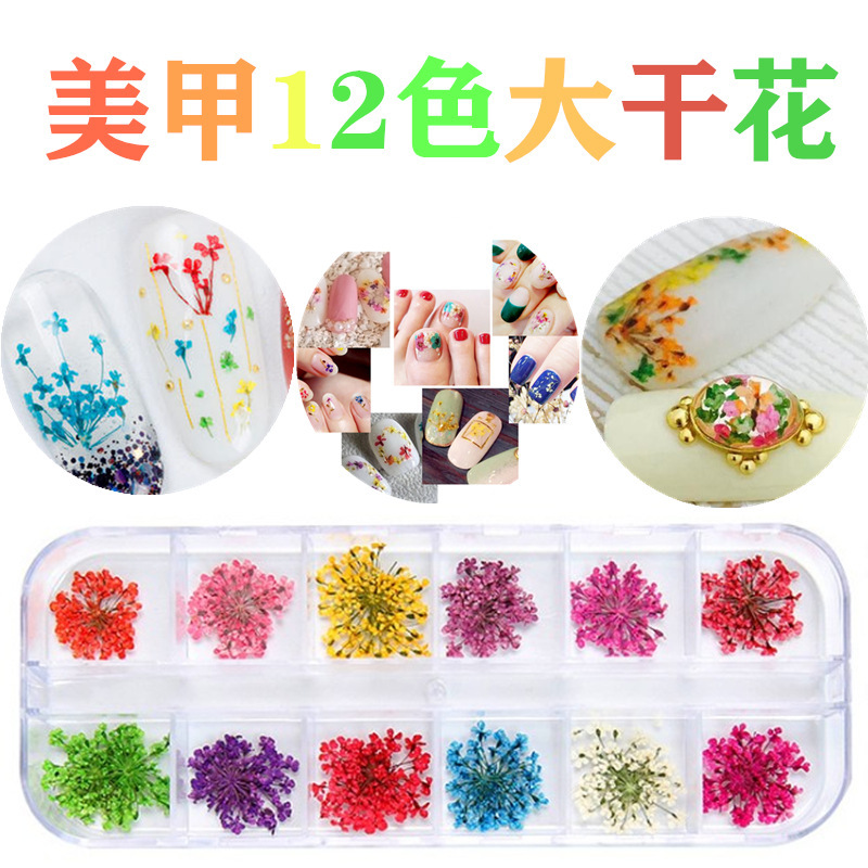 New Japanese nail dried flower 12 color star sunflower Daisy 12 color dried flower decoration 24 nail dried flowers