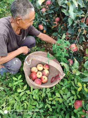 自産家鄉紅富士嘎啦甘紅美八蘋果 現摘蘋果青蘋果皮薄肉厚8斤包郵