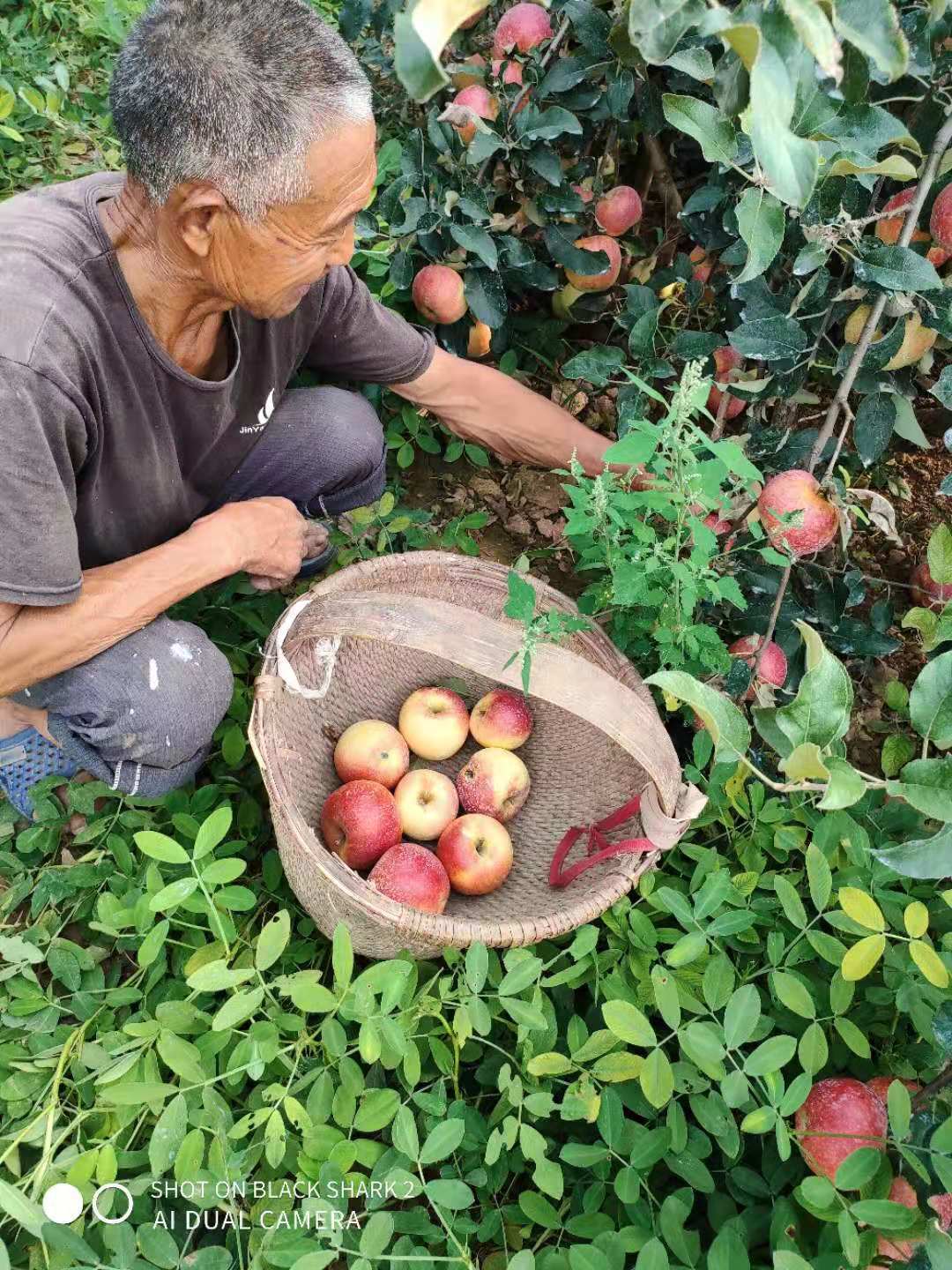 自産家鄉紅富士嘎啦甘紅美八蘋果 現摘蘋果青蘋果皮薄肉厚8斤包郵