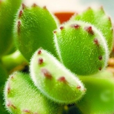 多肉植物组合盆栽熊童子白熊白锦桃蛋绿植花卉室内防辐射多肉公室