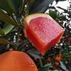 橙子中華紅橙新鮮水果中華紅血橙奉節臍橙帶箱5斤非秭歸贛南臍橙