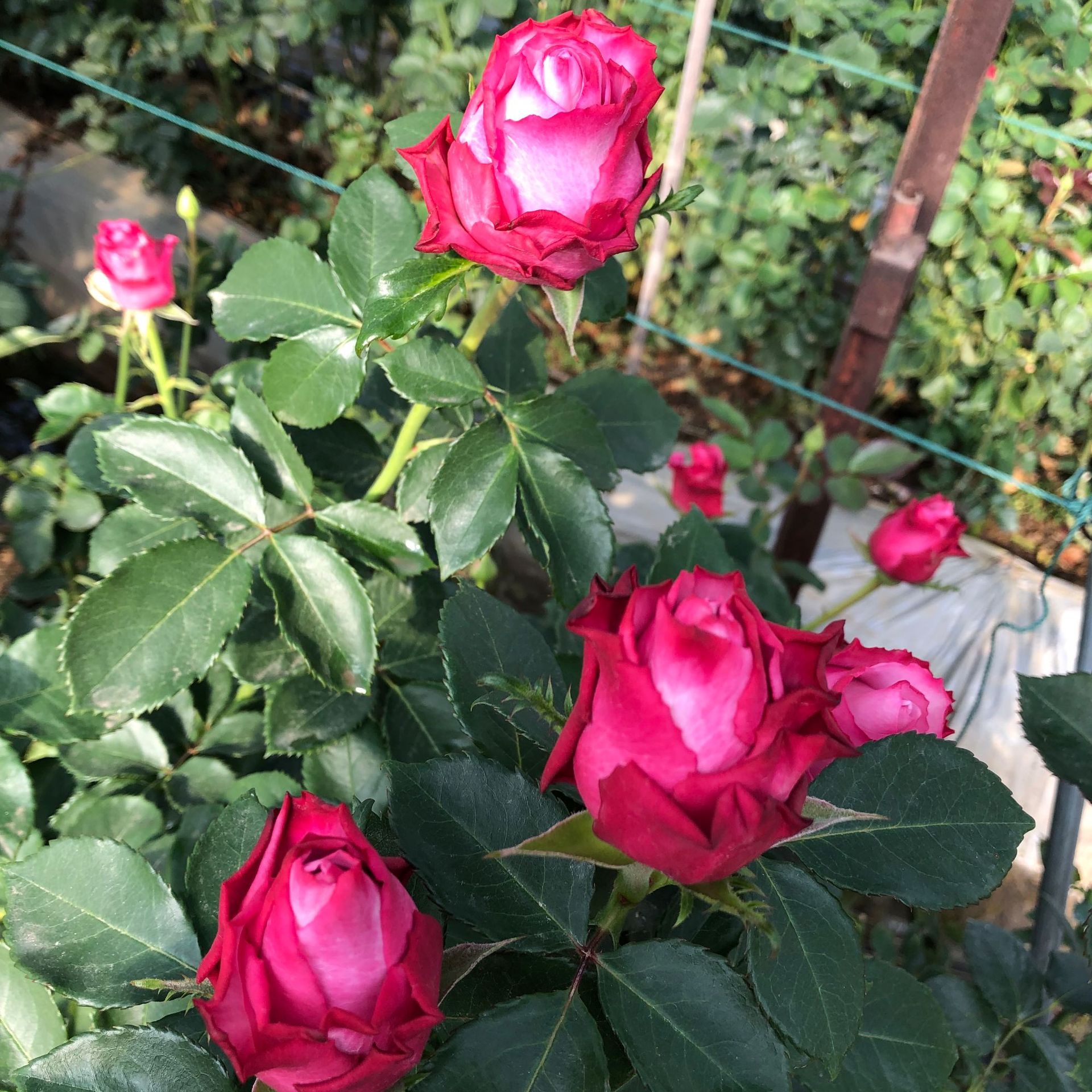 f0bae573be4e7cbe3e1653e5ec1af3