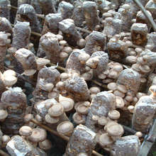 古甜水煮香菇1kg 茶树菇 蘑菇 海鲜菇 金针菇 草菇 新鲜菌菇 批发