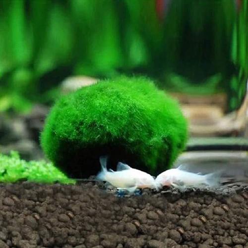 Live Green Algae Ball Ornament for Real Water Plant Fish Tank Aquarium Landscape Decoration Seaweed Ball Eco Bottle Algae Ball 4cm