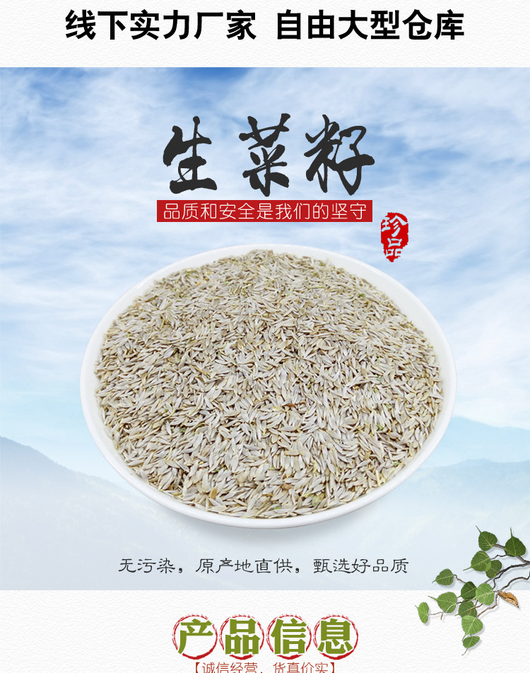 Lettuce Seed Bai Ju Sheng 500g Crushed Food Grade Herb from Anhui overview
