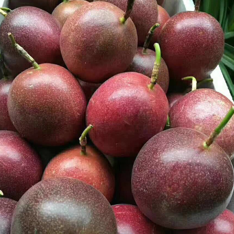 紫色百香果  5斤包郵 壹件代發