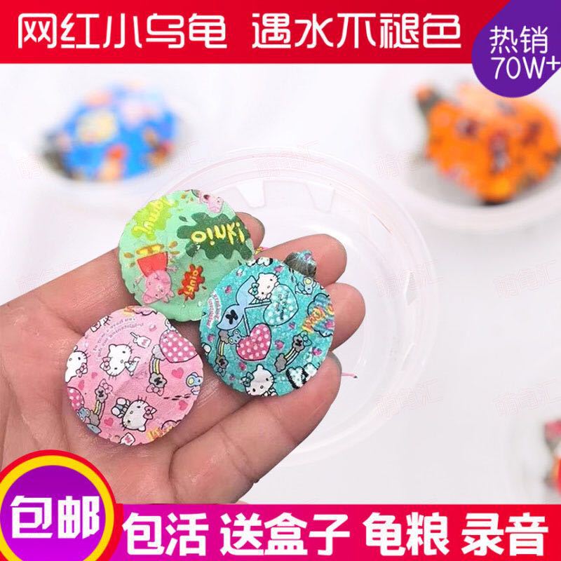 新款卡通炫彩小乌龟 巴西观赏小乌龟 网红彩色活体地摊宠物七彩龟