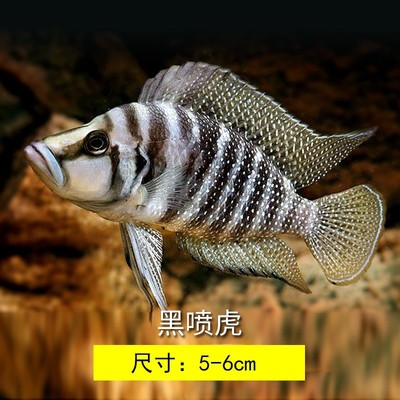 Cichlids Tan snapper Tropical Fish Ornamental fish gold Goby living thing Pets freshwater Collection