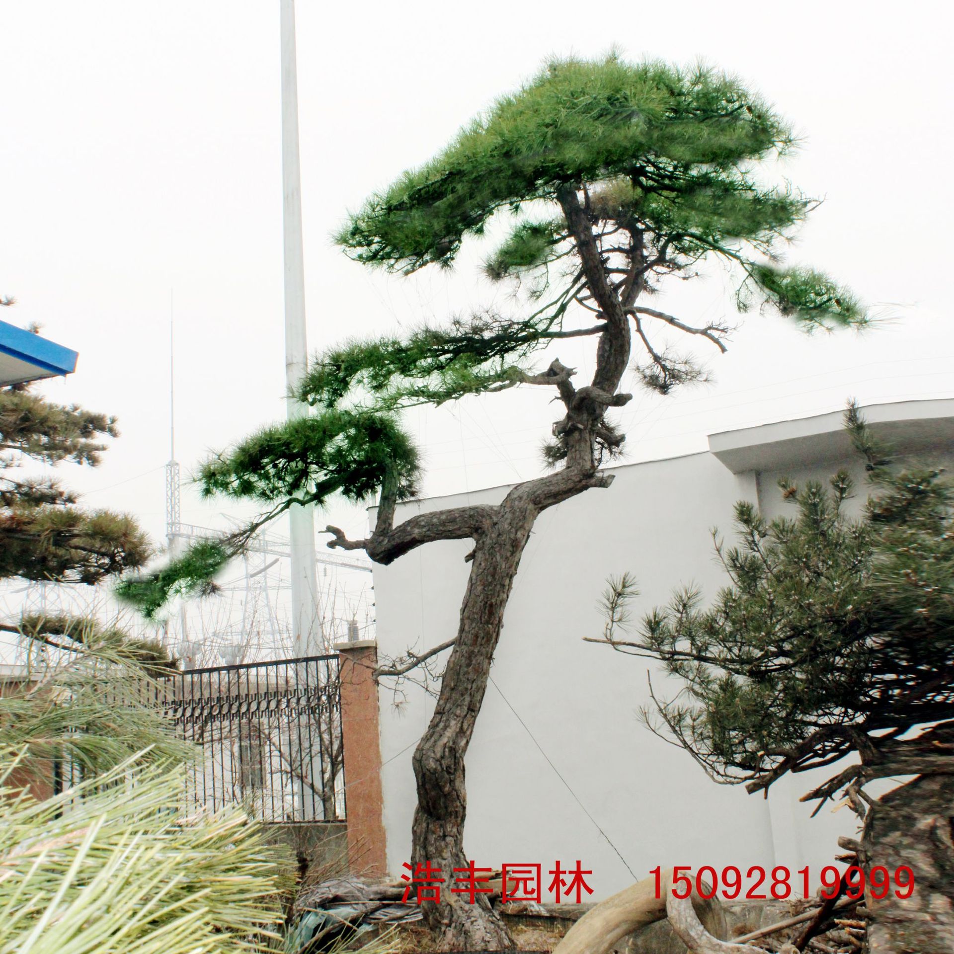 造型松景观黑松,造型松景观油松,造型松景观_大山谷图库