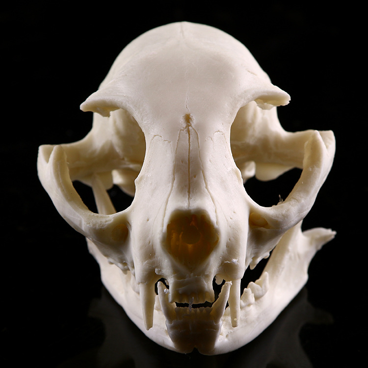 猫头骨树脂工艺品骷髅头个性摆件外贸供货猫头骨动物头骨