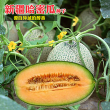 新疆哈密瓜种子脆甜洋香瓜种子果肉桔红绿皮黄皮超甜网纹甜瓜种孑