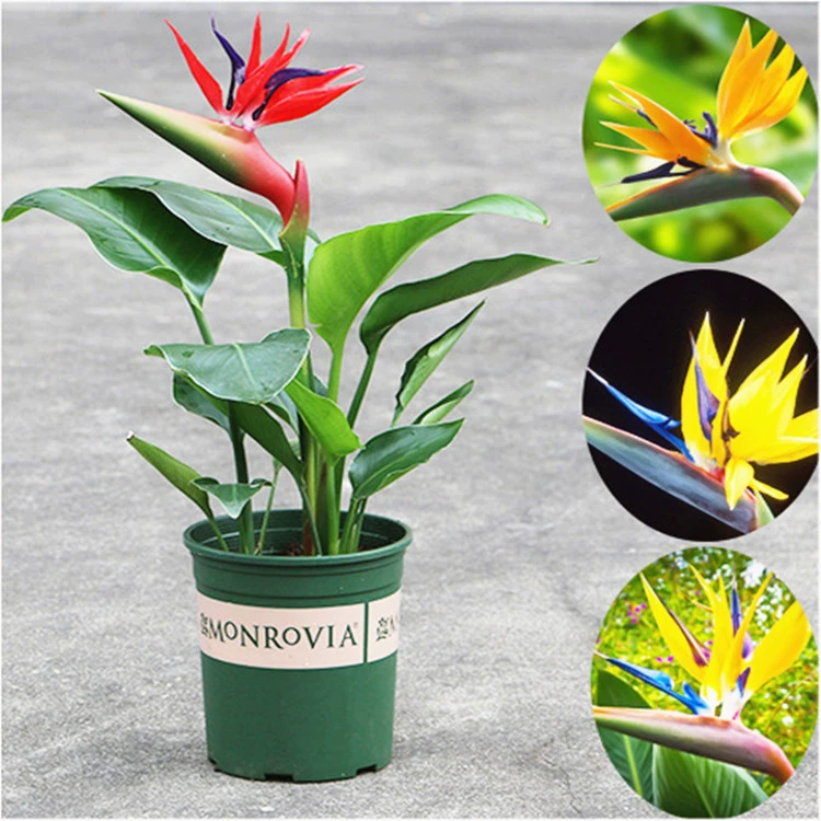 Cranewanglan в горшке комнатная райская птица цветочное растение цветение красивые все сезоны вечнозеленые большие листья зеленое растение