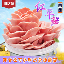 ���lʳ�þ������N�����tƽ��Ģ���r�aƷõ��Ģ�����N�Ӷ���ֲ��