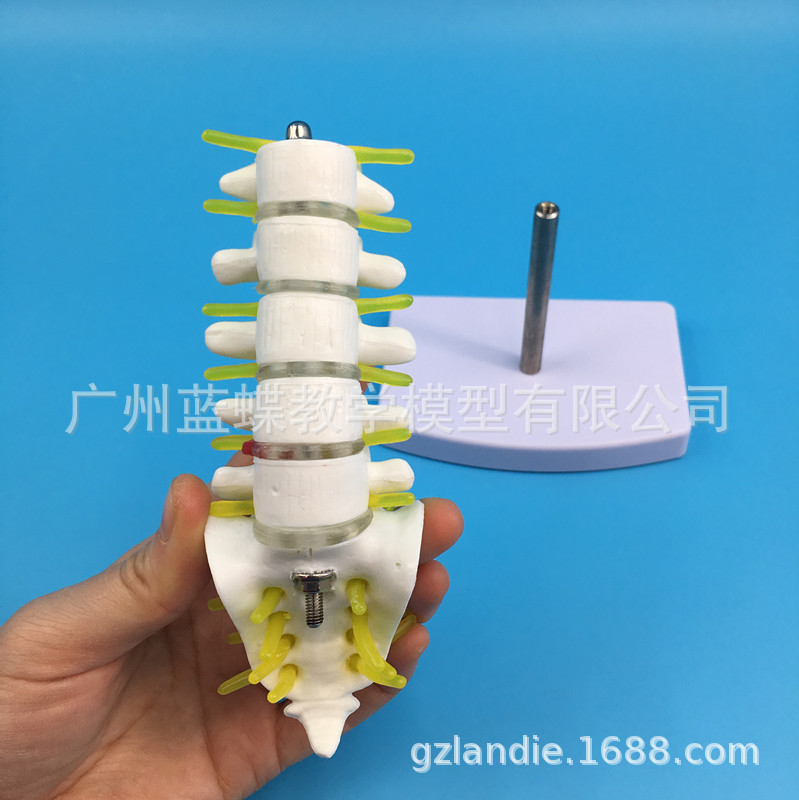 小型腰椎带尾椎骨医学教学模型 脊柱腰椎医学教学模型15CM高|ms