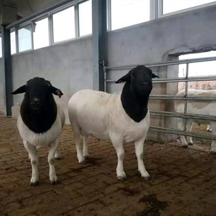 甘肃嘉峪关养殖场 杜泊绵羊羔多少钱一只 杜泊绵羊种公羊价格