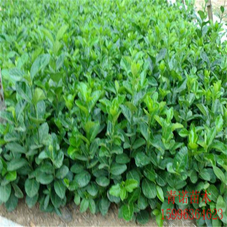 База продаж саженцев падуба полные технические характеристики инженерное Озеленение саженцев падуба ценовые уступки достаточные поставки