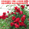 Teng Ben Rose Flower Miao Daosheng Courtyard Plant Pottery Potted Rose Rose Climbing Teng Rose Four Seasons Four Flower Four