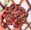 Moss micro -landscape activity Plants DIY creative landscaping plant small flame net grasses wholesale A80 pot