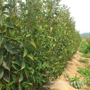 �Gɫϵ�ߗU���~Ůؑ���� ��ؾG�������δ��~Ůؑ �е�ͥ�aŮؑ��